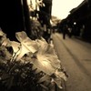 灯花