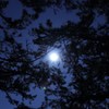 Moonlight spilling… 