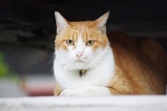 早起きねこ