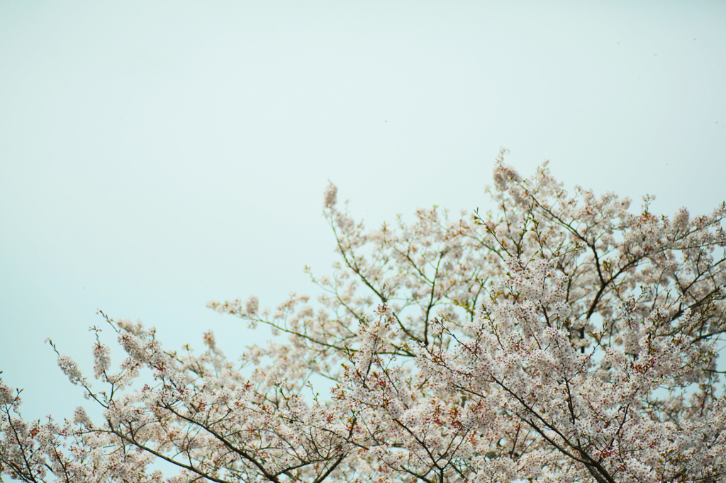 桜2013