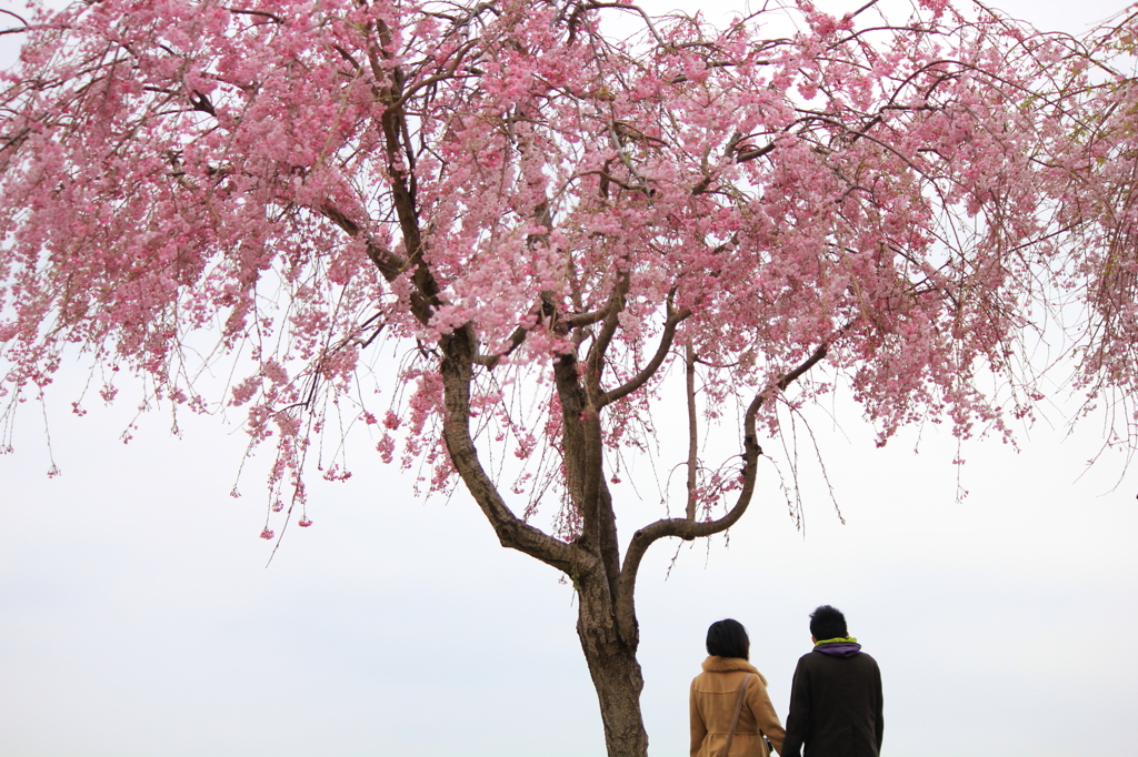 2人だけの桜色