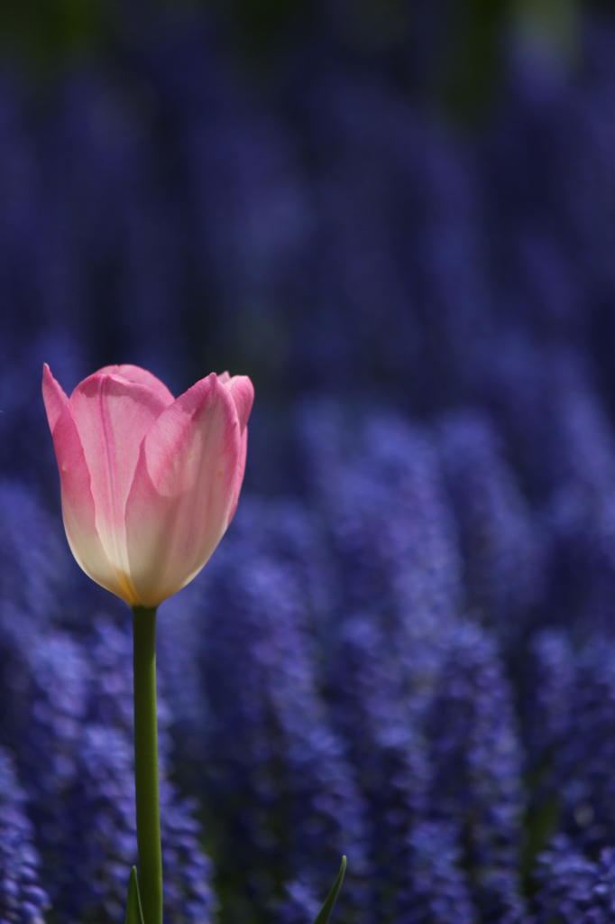 愛の芽生え