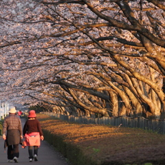 桜ゲートを歩む