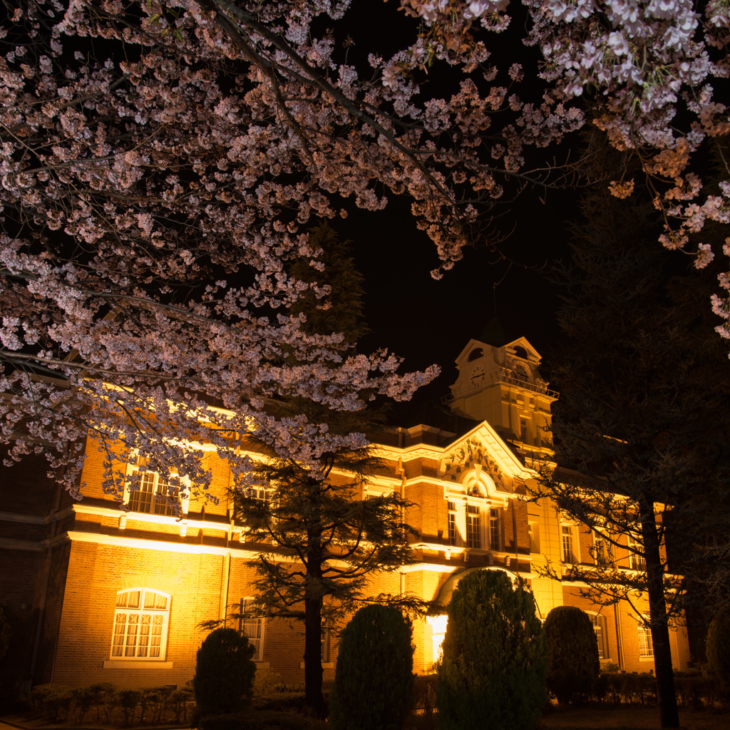 酔桜