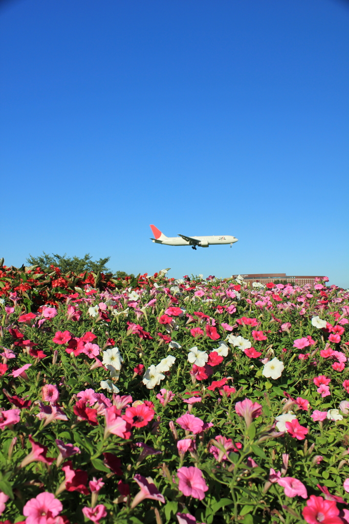 花畑国際空港