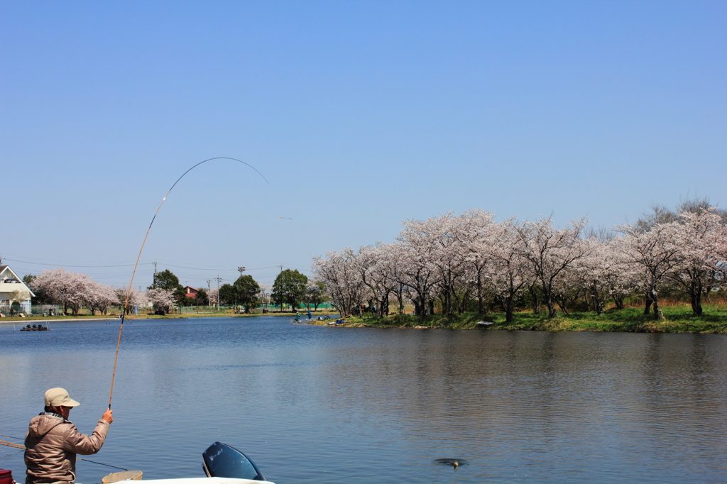 春を釣る