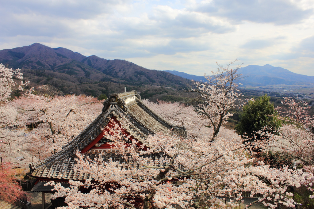 桜色の大海原