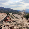 桜色の大海原