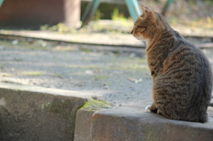哀愁漂わす猫