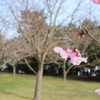 満開と未開
