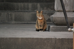 寺の番猫