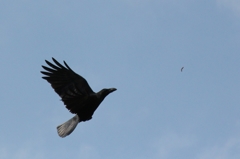 HUNTING