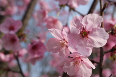 吉野公園（鹿児島市）の桜