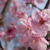 吉野公園（鹿児島市）の桜