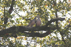 夫婦鳩