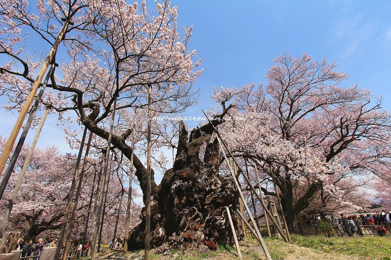 山高神代桜