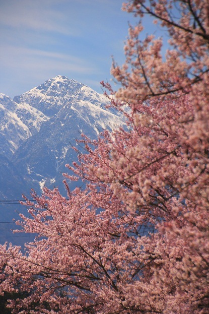 山高神代桜と甲斐駒ケ岳