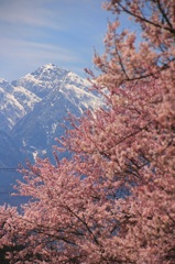 山高神代桜と甲斐駒ケ岳