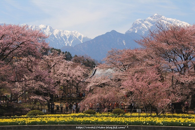 実相寺 山高神代桜