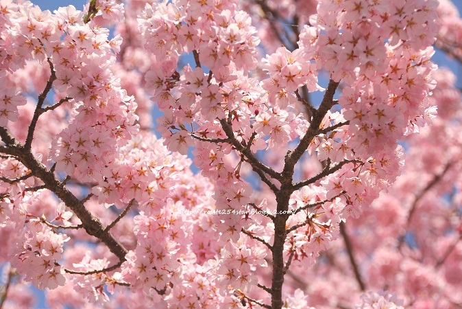 山高神代桜