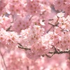 山高神代桜