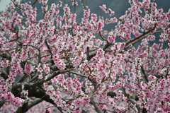 笛吹の桃の花