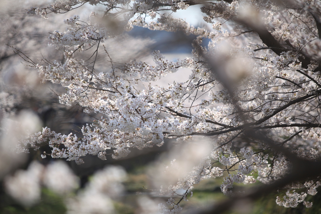 桜