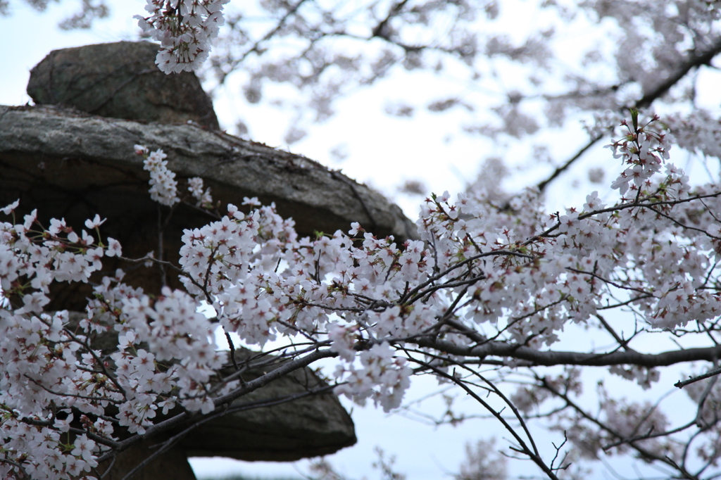 桜前面