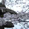 桜前面