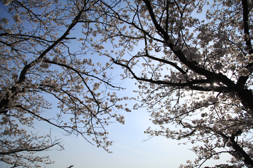 桜