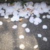 花びら