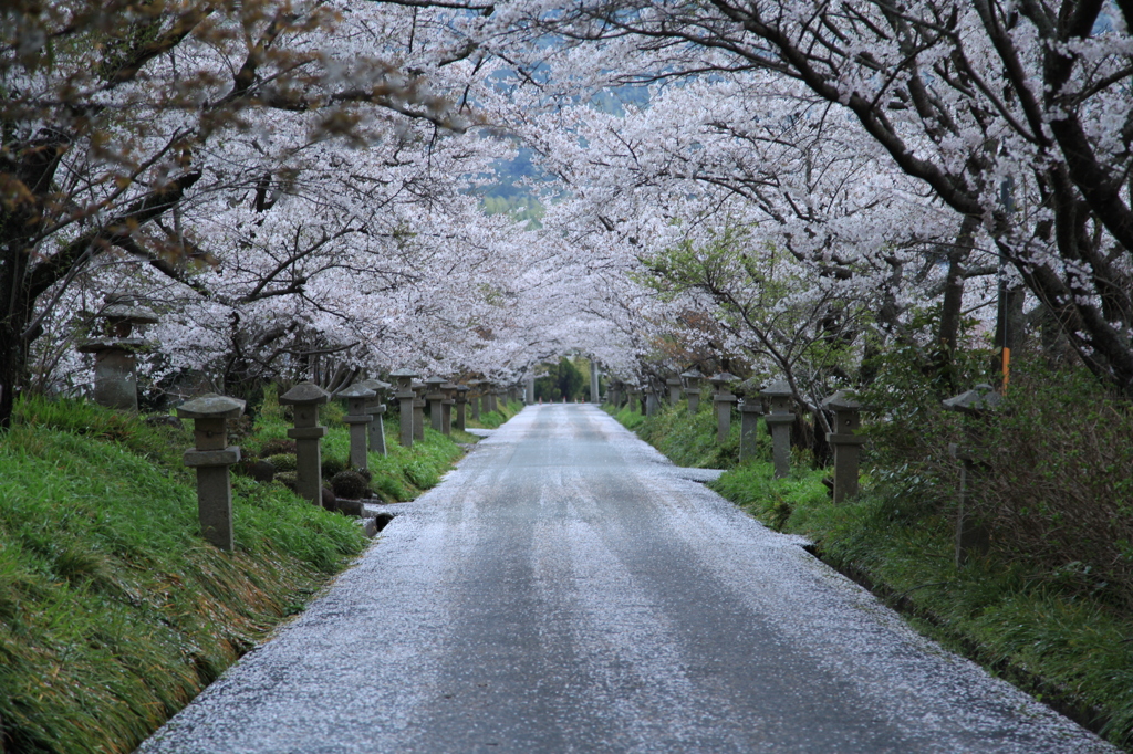桜