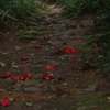 落ち花