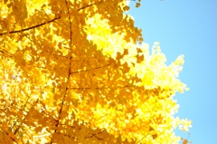 yellow × light blue