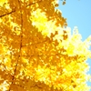 yellow × light blue