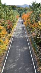 秋の一本道
