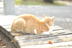 ひなたぼっこ