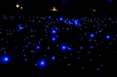 地上に煌く青き星々