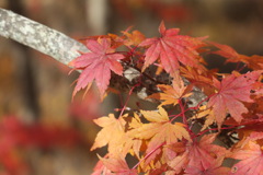 映え映えの紅葉1of4