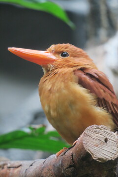 アカショウビン