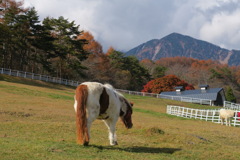 まきばのポニー