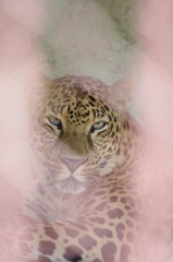 檻の中から