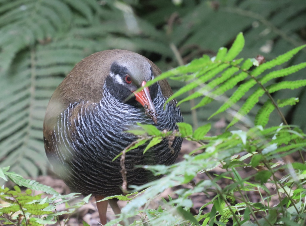 キヤノンG3Xでヤンバルクイナを激写