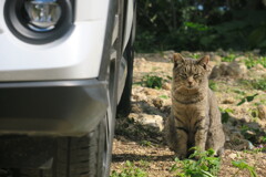 旅と猫とレンタカーと