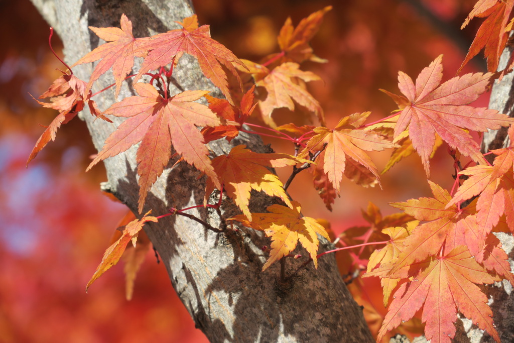 映え映えの紅葉4of4
