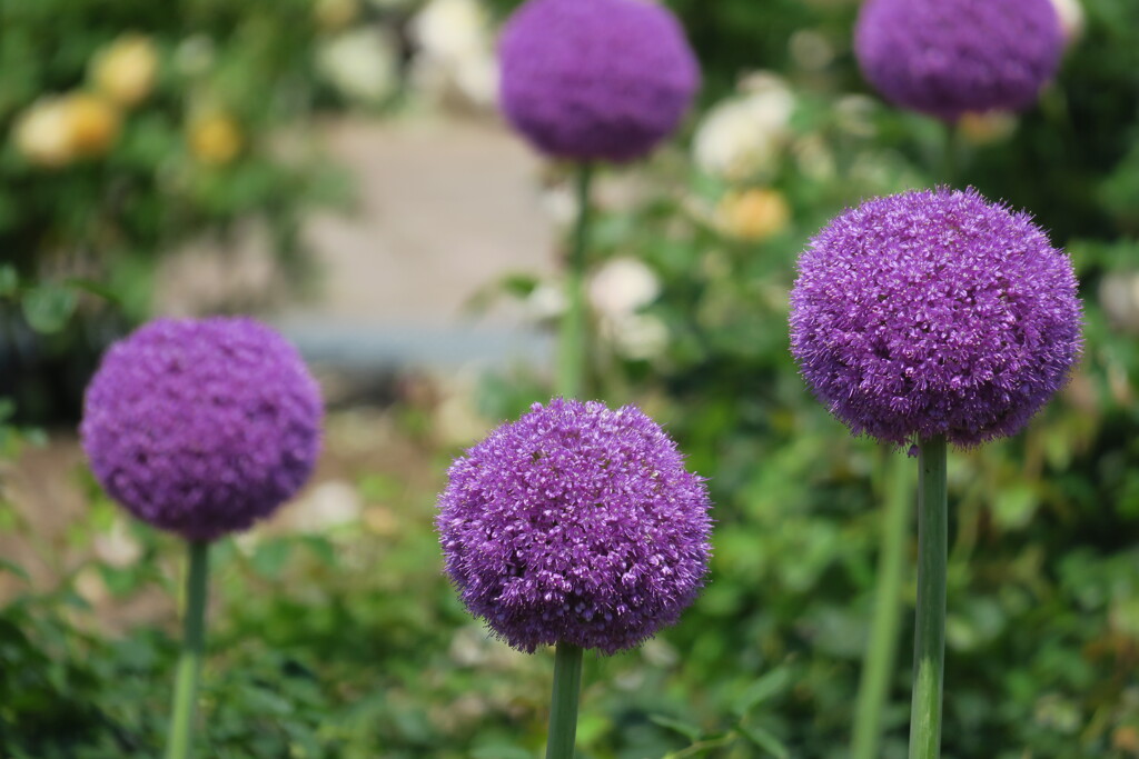 こんな咲き方をする花は？