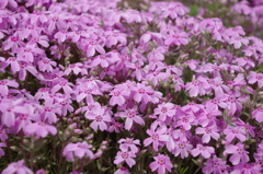秩父・羊山公園芝桜