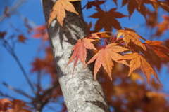 映え映えの紅葉2of4
