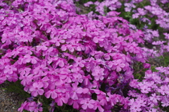 秩父・羊山公園芝桜