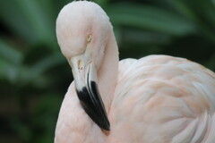 動物園には最適なカメラ！